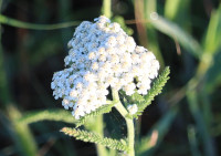 Common Yarrow